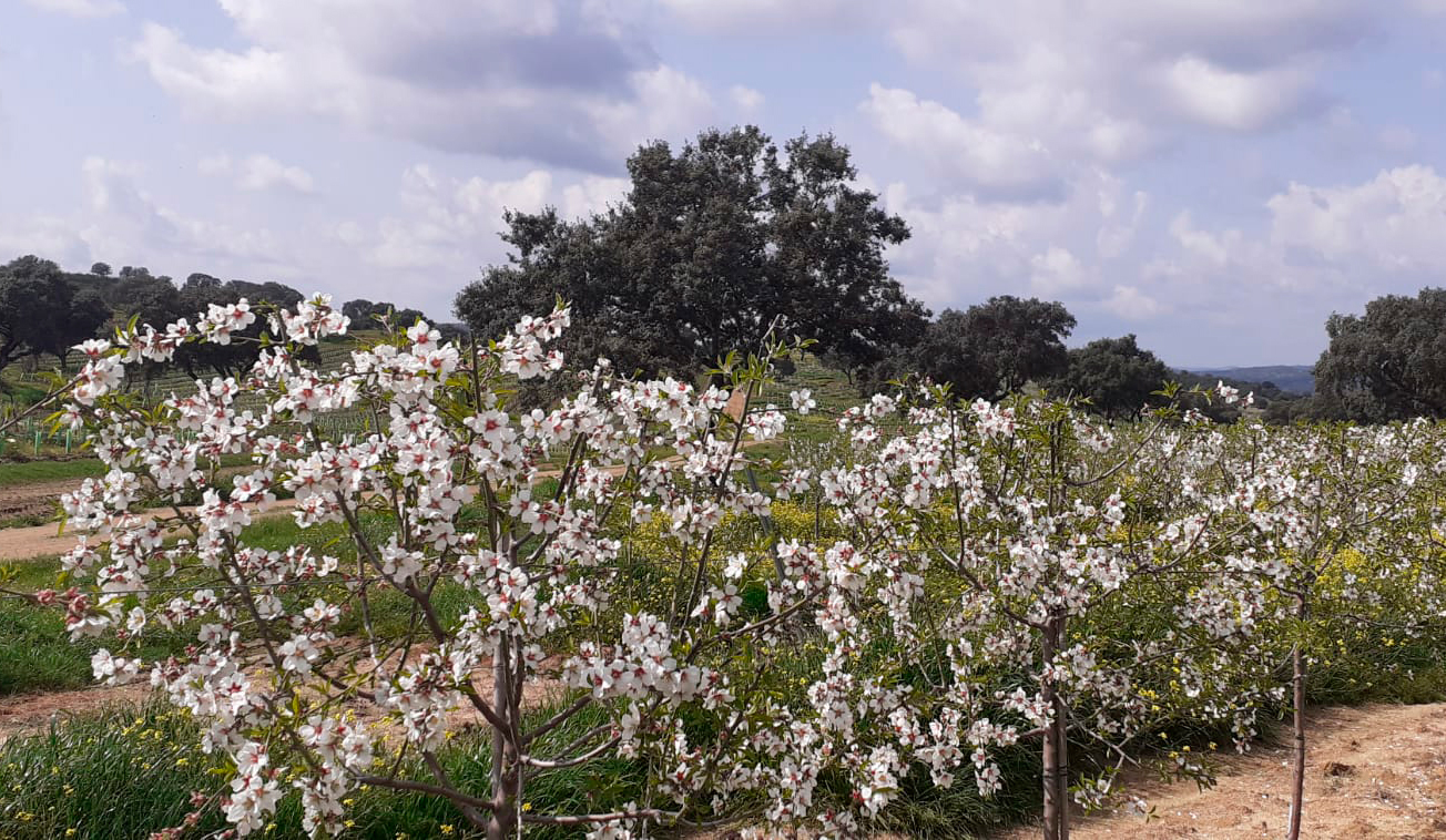 FOTO-ALMENDROS