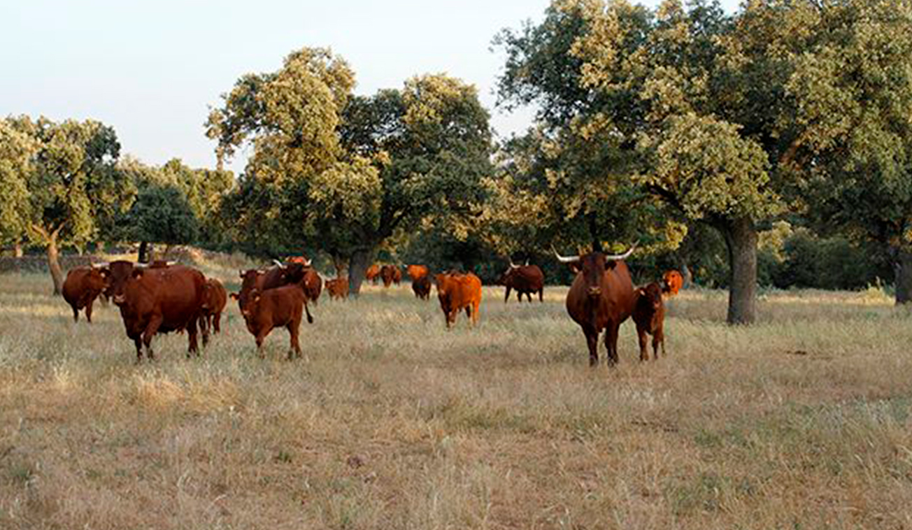 FOTO-DEHESA-VACAS