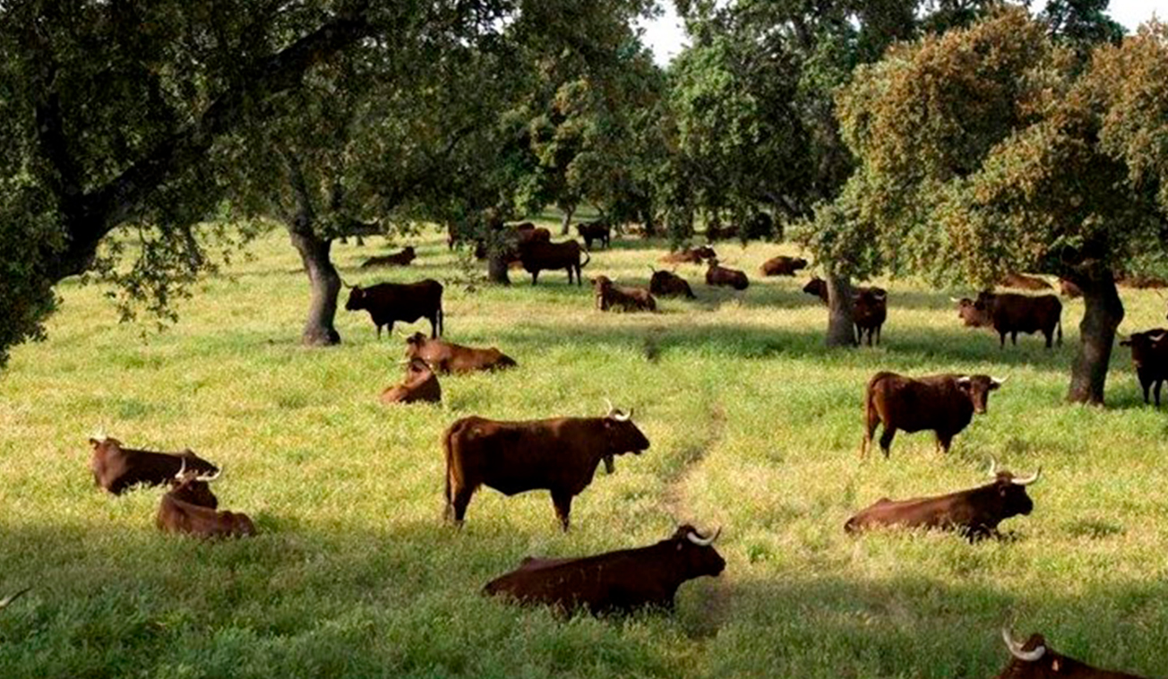 FOTO-DEHESA-VACAS-(2)