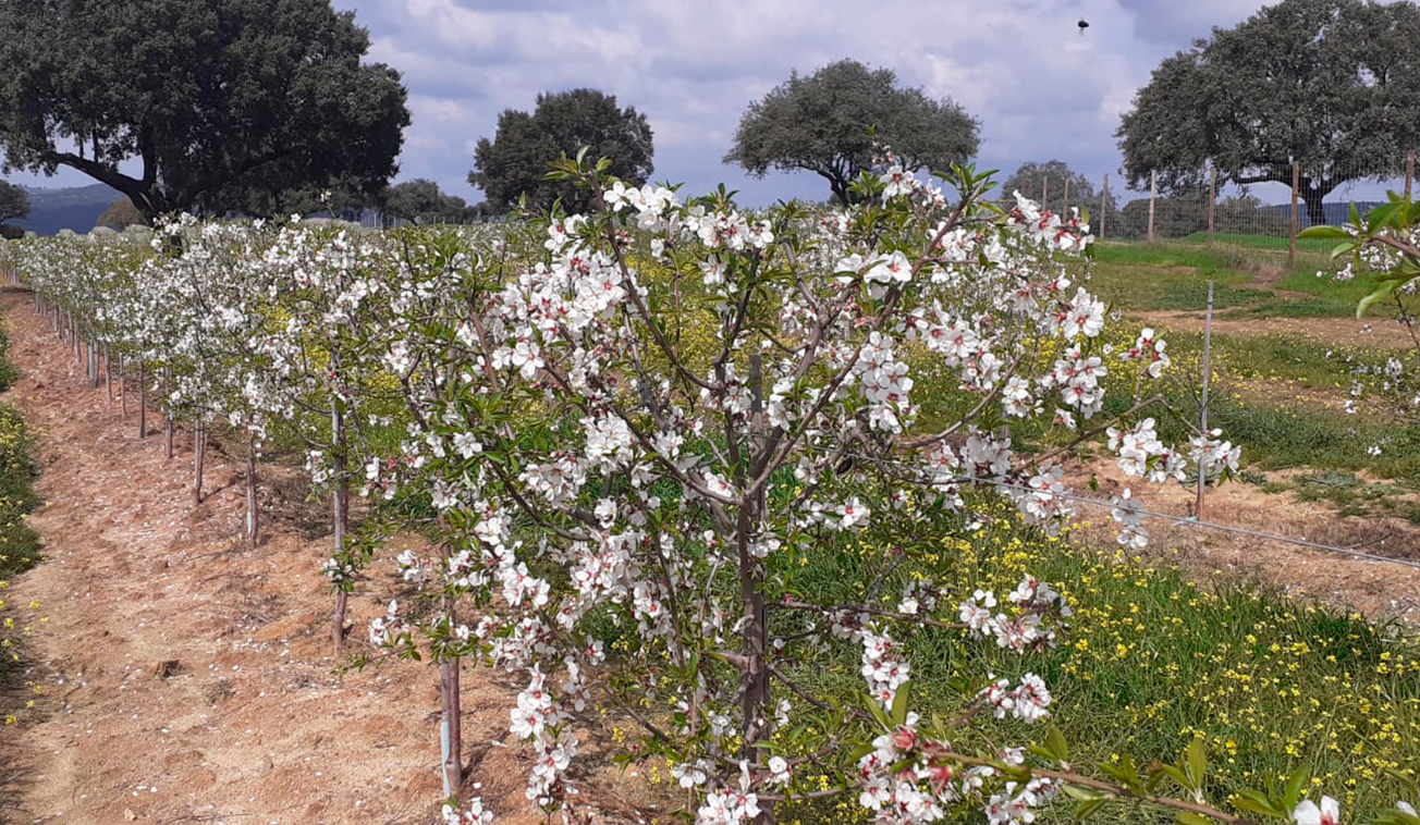 FOTOS-ALMENDROS-2