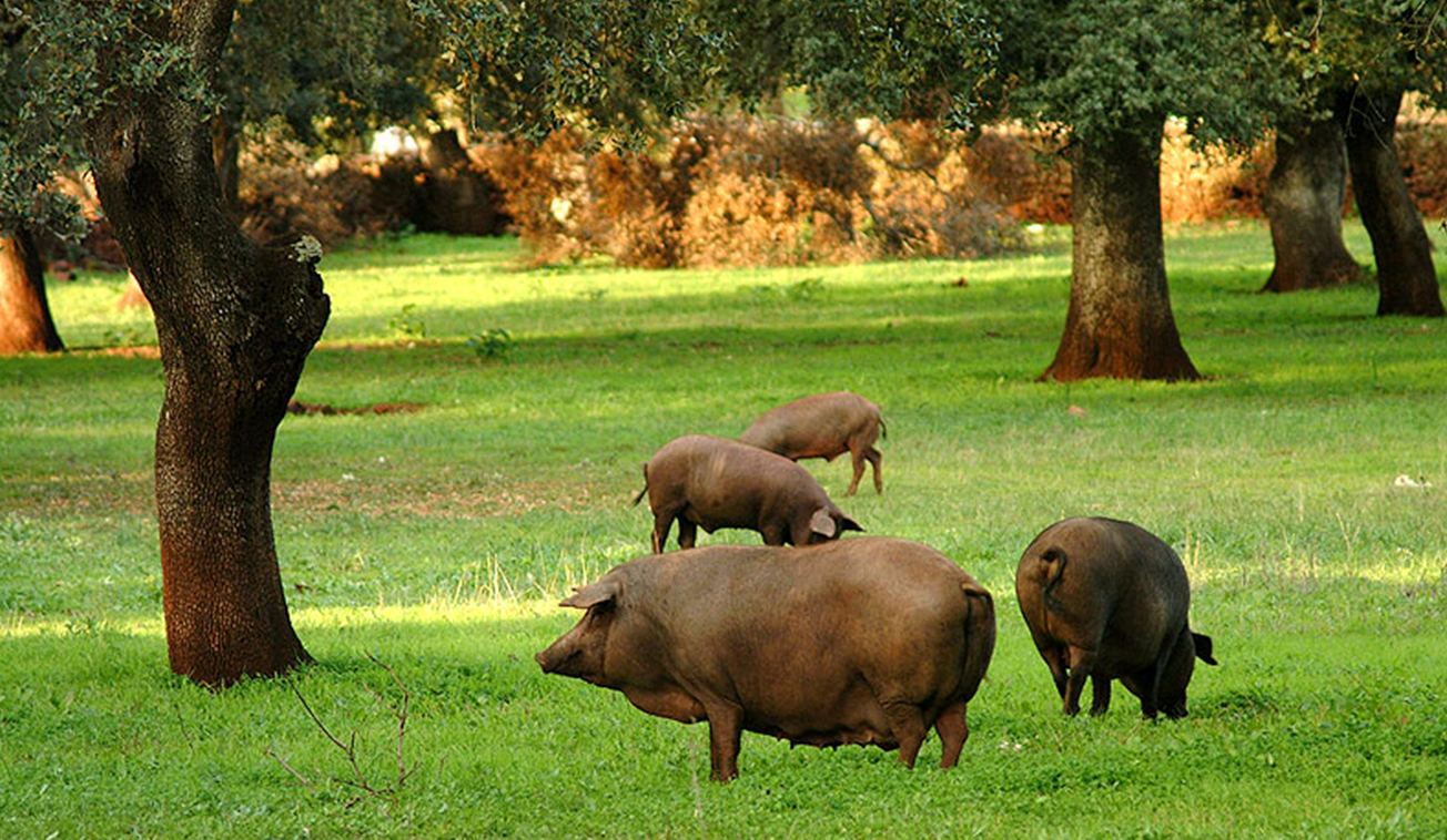 FOTOS-DEHESA-COCHINOS