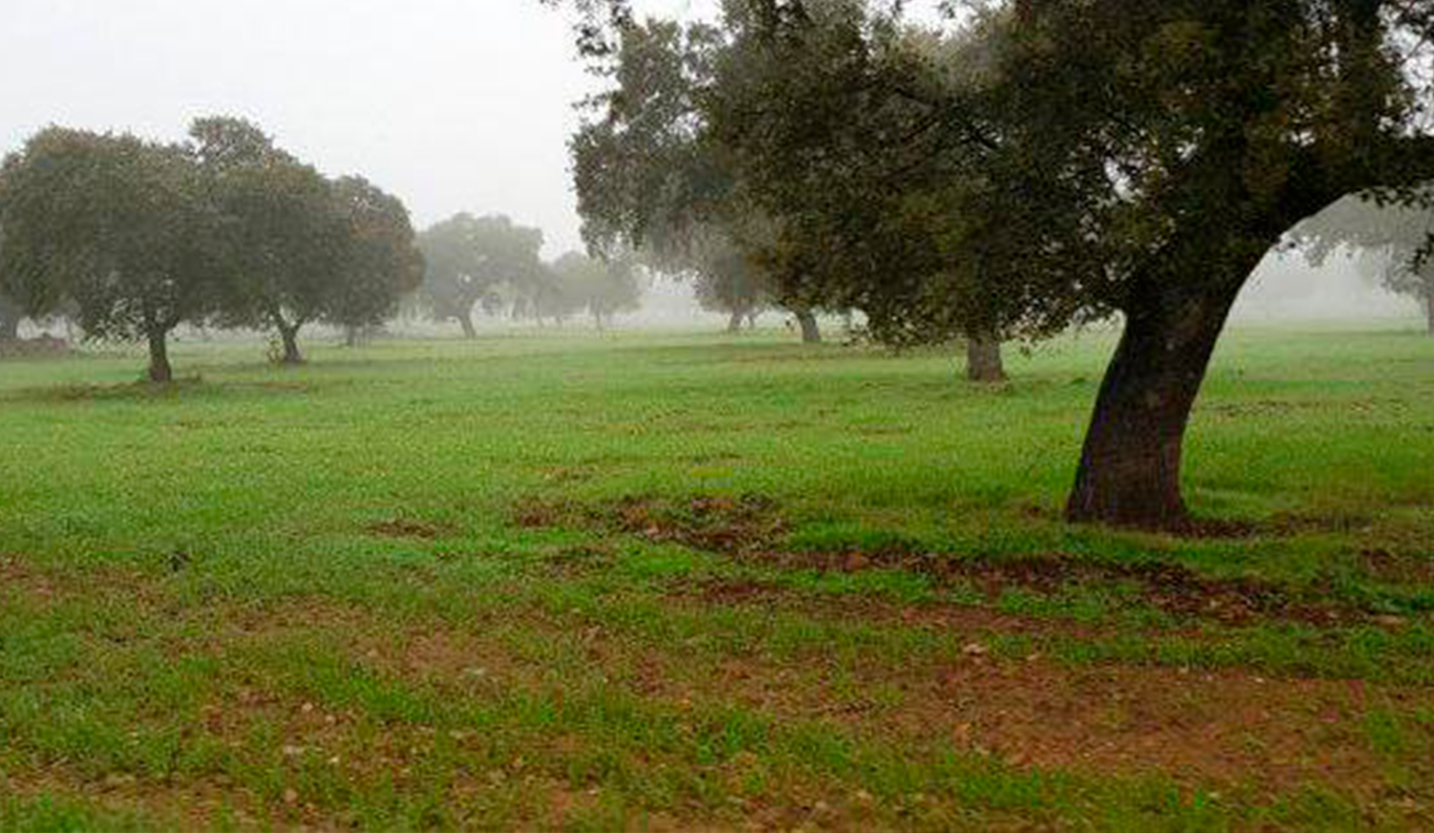 Venta-de-Finca-dehesa-y-labor-de-regadio-en-Badajoz-20200315143210.9247140015